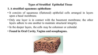Types of Stratified Epithelial Tissue
1. A stratified squamous epithelium-
• It consists of squamous (flattened) epithelial cells arranged in layers
upon a basal membrane.
• Only one layer is in contact with the basement membrane; the other
layers adhere to one another to maintain structural integrity.
• In the deeper layers, the cells may be columnar or cuboidal.
• Found in Oral Cavity, Vagina and oesophagous.
 