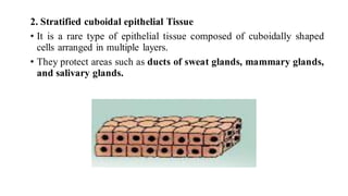 2. Stratified cuboidal epithelial Tissue
• It is a rare type of epithelial tissue composed of cuboidally shaped
cells arranged in multiple layers.
• They protect areas such as ducts of sweat glands, mammary glands,
and salivary glands.
 