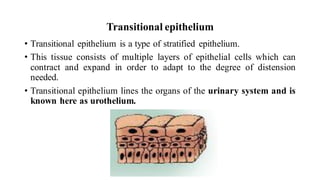 Transitional epithelium
• Transitional epithelium is a type of stratified epithelium.
• This tissue consists of multiple layers of epithelial cells which can
contract and expand in order to adapt to the degree of distension
needed.
• Transitional epithelium lines the organs of the urinary system and is
known here as urothelium.
 