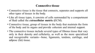 Connective tissue
• Connective tissue is the tissue that connects, separates and supports all
other types of tissues in the body.
• Like all tissue types, it consists of cells surrounded by a compartment
of fluid called the extracellular matrix (ECM).
• Connective tissue, group of tissues in the body that maintain the form
of the body and its organs and provide cohesion and internal support.
• The connective tissues include several types of fibrous tissue that vary
only in their density and cellularity, as well as the more specialized
and recognizable variants—bone, ligaments, tendons, cartilage, and
adipose (fat) tissue.
 