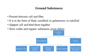 Ground Substances
• Present between cell and fibre
• It is in the form of fluid, semifluid or gelateneous or calcified
• Support cell and bind them togather
• Store wathe and organic substances given below.
Connective
Tissue
Polysachharides
Hyaluronic Acid
Chondroitin
Sulphate
Dermatan
Sulphate
Keratin Sulphate
Proteins
Adhesive protein-
Fibronectin
 