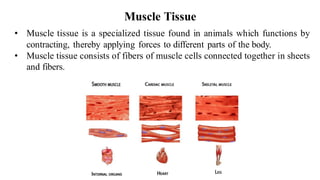 Muscle Tissue
• Muscle tissue is a specialized tissue found in animals which functions by
contracting, thereby applying forces to different parts of the body.
• Muscle tissue consists of fibers of muscle cells connected together in sheets
and fibers.
 