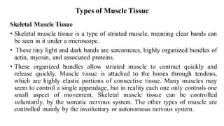 Types of Muscle Tissue
Skeletal Muscle Tissue
• Skeletal muscle tissue is a type of striated muscle, meaning clear bands can
be seen in it under a microscope.
• These tiny light and dark bands are sarcomeres, highly organized bundles of
actin, myosin, and associated proteins.
• These organized bundles allow striated muscle to contract quickly and
release quickly. Muscle tissue is attached to the bones through tendons,
which are highly elastic portions of connective tissue. Many muscles may
seem to control a single appendage, but in reality each one only controls one
small aspect of movement. Skeletal muscle tissue can be controlled
voluntarily, by the somatic nervous system. The other types of muscle are
controlled mainly by the involuntary or autonomous nervous system.
 