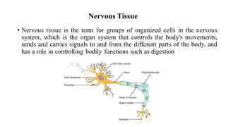 Nervous Tissue
• Nervous tissue is the term for groups of organized cells in the nervous
system, which is the organ system that controls the body's movements,
sends and carries signals to and from the different parts of the body, and
has a role in controlling bodily functions such as digestion
 