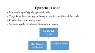 Epithelial Tissue
• It is made up of tightly opposed cells
• They form the covering or lining to the free surface of the body
• Rest on basement membrane
• Seperate epithelial tissues from other tissues
Epithelial
Tissue
Membranous
Epithelium
Glandular tissues
 