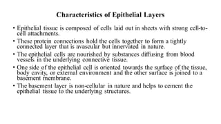 Characteristics of Epithelial Layers
• Epithelial tissue is composed of cells laid out in sheets with strong cell-to-
cell attachments.
• These protein connections hold the cells together to form a tightly
connected layer that is avascular but innervated in nature.
• The epithelial cells are nourished by substances diffusing from blood
vessels in the underlying connective tissue.
• One side of the epithelial cell is oriented towards the surface of the tissue,
body cavity, or external environment and the other surface is joined to a
basement membrane.
• The basement layer is non-cellular in nature and helps to cement the
epithelial tissue to the underlying structures.
 
