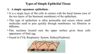 Types of Simple Epithelial Tissue
1. A simple squamous epithelium -
• It is a single layer of flat cells in contact with the basal lamina (one of
the two layers of the basement membrane) of the epithelium.
• This type of epithelium is often permeable and occurs where small
molecules need to pass quickly through membranes via filtration or
diffusion.
• Flat, nucleous located near the upper surface gives these cells
appearance of fried egg.
• Found in CVS, Respiratory System, Kidney(Nephron)
 