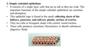 2. Simple cuboidal epithelium
• It consists of a single layer cells that are as tall as they are wide. The
important functions of the simple cuboidal epithelium are secretion
and absorption.
• This epithelial type is found in the small collecting ducts of the
kidneys, pancreas, and salivary glands, surface of ovaries.
• They are cube or hexagone shape with central, round nucleus.
• These cells produces secretions (Secretions) or absorb substances
(digestive fluid)
 