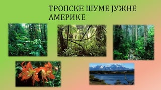 бегонија (2) | PPT