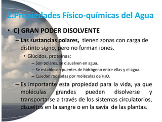 2.Propiedades Físico-químicas del Agua
• C) GRAN PODER DISOLVENTE
– Las sustancias polares, tienen zonas con carga de
distinto signo, pero no forman iones.
• Glúcidos, proteínas:
– Son polares, se disuelven en agua.
– Se establecen puentes de hidrógeno entre ellas y el agua.
– Quedan rodeadas por moléculas de H2O.
– Es importante esta propiedad para la vida, ya que
moléculas grandes pueden disolverse y
transportarse a través de los sistemas circulatorios,
disueltos en la sangre o en la savia de las plantas.
 
