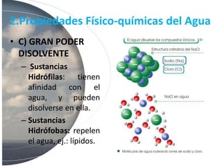 2.Propiedades Físico-químicas del Agua
• C) GRAN PODER
DISOLVENTE
– Sustancias
Hidrófilas: tienen
afinidad con el
agua, y pueden
disolverse en ella.
– Sustancias
Hidrófobas: repelen
el agua, ej.: lípidos.
 
