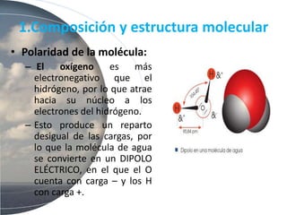1.Composición y estructura molecular
• Polaridad de la molécula:
– El oxígeno es más
electronegativo que el
hidrógeno, por lo que atrae
hacia su núcleo a los
electrones del hidrógeno.
– Esto produce un reparto
desigual de las cargas, por
lo que la molécula de agua
se convierte en un DIPOLO
ELÉCTRICO, en el que el O
cuenta con carga – y los H
con carga +.
 