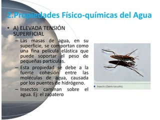 2.Propiedades Físico-químicas del Agua
• A) ELEVADA TENSIÓN
SUPERFICIAL
– Las masas de agua, en su
superficie, se comportan como
una fina película elástica que
puede soportar el peso de
pequeñas partículas.
– Esta propiedad se debe a la
fuerte cohesión entre las
moléculas de agua, causada
por los puentes de hidrógeno.
– Insectos caminan sobre el
agua. Ej: el zapatero
 