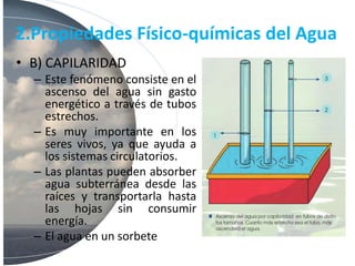 2.Propiedades Físico-químicas del Agua
• B) CAPILARIDAD
– Este fenómeno consiste en el
ascenso del agua sin gasto
energético a través de tubos
estrechos.
– Es muy importante en los
seres vivos, ya que ayuda a
los sistemas circulatorios.
– Las plantas pueden absorber
agua subterránea desde las
raíces y transportarla hasta
las hojas sin consumir
energía.
– El agua en un sorbete
 