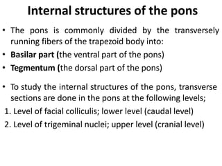 Internal Pons Pons 185844.pptx
