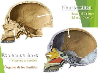 Neurocráneo
Esplacnocráneo
- Base del Cráneo
- Bóveda Craneal
- Vísceras craneales
Órganos de los Sentidos
 