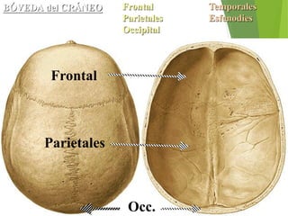 BÓVEDA del CRÁNEO Frontal Temporales
Parietales Esfenodies
Occipital
Frontal
Parietales
Occ.
 
