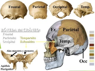 BÓVEDA del CRÁNEO:
Frontal
Parietales Temporales
Occipital Esfenoides
Fr. Parietal
Occ
Temp.
Alas mayores y menores
Apófisis
Pterigoides
Frontal Parietal Occipital Temp.
 