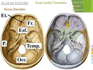 BASE del CRÁNEO Fosas (endo) Craneales: Anterior
Media
Posterior
Hueso Etmoides
Fr.
Temp.
Esf.
Occ.
P.
Et.
 