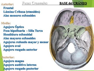 Fosas Craneales BASE del CRÁNEO
Anterior:
Frontal
Lámina Cribosa (etmoides)
Alas menores esfenoides
Media:
Agujero Óptico
Fosa hipofisaria - Silla Turca
Hendidura esfenoidal
Alas mayores esfenoides
Agujeros redondo mayor y menor
Agujero oval
Agujero rasgado anterior
Posterior:
Agujero magno
Agujero auditivo interno
Agujero rasgado posterior
 