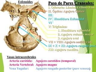 Paso de Pares Craneales:
I. Olfatorio: Lámina Cribosa Etm.
II. Óptico: Agujero Óptico
III
IV Hendidura Esfenoidal
VI
V: Trigémino:
1. Hendidura esfenoidal
2. Agujero redondo mayor
3. Agujero oval
VII + VIII: Agujero auditivo int.
IX + X + XI: Agujero rasgado post.
XII: Agujero condíleo
Vasos intracerebrales
Arteria carótida: Agujero carotídeo (temporal)
Arteria Vertebral: Agujero magno
Vena Yugular: Agujero rasgado posterior (pars venosa)
Esfenoides
Occipital
V2
V3
 
