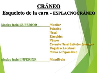 CRÁNEO
Esqueleto de la cara - ESPLACNOCRÁNEO
Macizo facial SUPERIOR Maxilar
Palatino
Nasal
Etmoides
Vómer
Cornete Nasal Inferior (concha)
Unguis o Lacrimal
Malar o Cigomático
Macizo facial INFERIOR Mandíbula
 