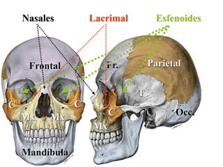 Nasales Lacrimal Esfenoides
Mx Mx
Mx
C C
C
T
Frontal Fr.
Mandíbula
Parietal
Occ.
 