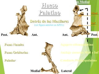 Lateral
Medial
Hueso
Palatino
Visión Lateral Visión Medial
Visión Posterior
Ant. Ant.
Post. Post.
Detrás de los Maxilares
(ver figura anterior en AZUL)
Fosas Nasales
Fosas Orbitarias
Paladar
Agujero esfenopalatino
Anclaje cornetes Med e Inf
Conducto Pterigopalatino
Med.
Inf.
 