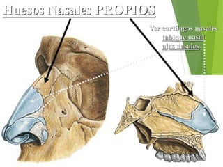 Huesos Nasales PROPIOS
Ver cartílagos nasales
tabique nasal
alas nasales
 