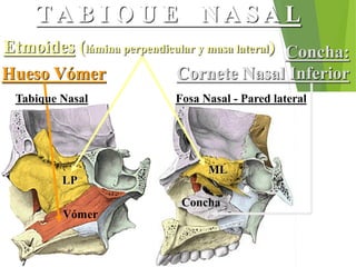 Hueso Vómer
Concha:
Cornete Nasal Inferior
T A B I Q U E N A S A L
Etmoides (lámina perpendicular y masa lateral)
Tabique Nasal Fosa Nasal - Pared lateral
LP
ML
Concha
Vómer
 