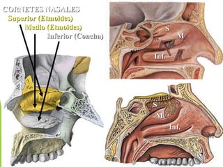 CORNETES NASALES
Superior (Etmoides)
Medio (Etmoides)
Inferior (Concha)
S
M
Inf.
Inf.
S
M
 