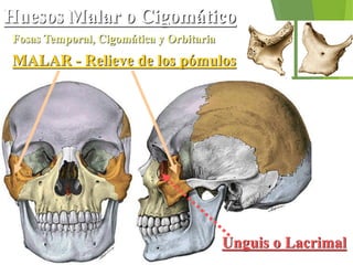 MALAR - Relieve de los pómulos
Unguis o Lacrimal
Huesos Malar o Cigomático
Fosas Temporal, Cigomática y Orbitaria
 