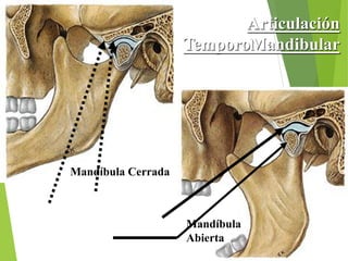 Articulación
TemporoMandibular
Mandíbula
Abierta
Mandíbula Cerrada
 
