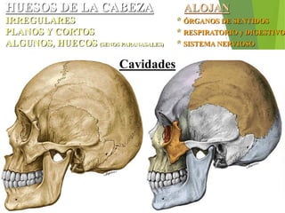 HUESOS DE LA CABEZA ALOJAN
IRREGULARES * ÓRGANOS DE SENTIDOS
PLANOS Y CORTOS * RESPIRATORIO y DIGESTIVO
ALGUNOS, HUECOS (SENOS PARANASALES) * SISTEMA NERVIOSO
Cavidades
 