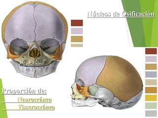 Núcleos de Osificación
Proporción de:
Neurocráneo
Viscerocráneo
 