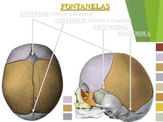 FONTANELAS
ANTERIOR (Mayor o Bregma)
POSTERIOR (Menor o Lambda)
ESFENOIDAL
MASTOIDEA
 