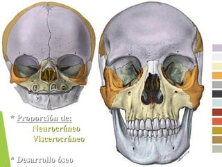 * Proporción de:
Neurocráneo
Viscerocráneo
* Desarrollo óseo
 