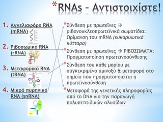 *
1. Αγγελιαφόρο RNA
(mRNA)
2. Ριβοσωμικό RNA
(rRNA)
3. Μεταφορικό RNA
(tRNA)
4. Μικρό πυρηνικό
RNA (snRNA)
*Σύνδεση με πρωτεΐνες 
ριβονουκλεοπρωτεϊνικά σωματίδια:
Ωρίμανση του mRNA (ευκαρυωτικά
κύτταρα)
*Σύνδεση με πρωτεΐνες  ΡΙΒΟΣΩΜΑΤΑ:
Πραγματοποίηση πρωτεϊνοσύνθεσης
*Σύνδεση του κάθε μορίου με
συγκεκριμένο αμινοξύ & μεταφορά στο
σημείο που πραγματοποιείται η
πρωτεϊνοσύνθεση
*Μεταφορά της γενετικής πληροφορίας
από το DNA για την παραγωγή
πολυπεπτιδικών αλυσίδων
 
