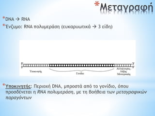 *
*DNA  RNA
*Ένζυμο: RNA πολυμεράση (ευκαρυωτικά  3 είδη)
*Υποκινητής: Περιοχή DNA, μπροστά από το γονίδιο, όπου
προσδένεται η RNA πολυμεράση, με τη βοήθεια των μεταγραφικών
παραγόντων
 