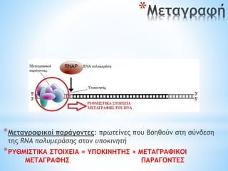 *Μεταγραφικοί παράγοντες: πρωτείνες που βοηθούν στη σύνδεση
της RNA πολυμεράσης στον υποκινητή
*ΡΥΘΜΙΣΤΙΚΑ ΣΤΟΙΧΕΙΑ = ΥΠΟΚΙΝΗΤΗΣ + ΜΕΤΑΓΡΑΦΙΚΟΙ
ΜΕΤΑΓΡΑΦΗΣ ΠΑΡΑΓΟΝΤΕΣ
*
 