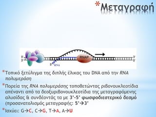 *Τοπικό ξετύλιγμα της διπλής έλικας του DNA από την RNA
πολυμεράση
*Πορεία της RNA πολυμεράσης τοποθετώντας ριβονουκλεοτίδια
απέναντι από τα δεοξυριβονουκλεοτίδια της μεταγραφόμενης
αλυσίδας & συνδέοντάς τα με 3’-5’ φωσφοδιεστερικό δεσμό
(προσανατολισμός μεταγραφής: 5’3’
*Ισχύει: GC, CG, TA, AU
*
 