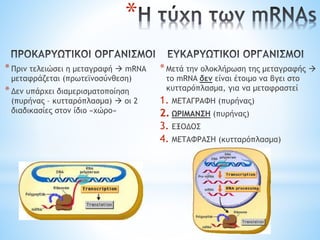 *Πριν τελειώσει η μεταγραφή  mRNA
μεταφράζεται (πρωτεϊνοσύνθεση)
*Δεν υπάρχει διαμερισματοποίηση
(πυρήνας – κυτταρόπλασμα)  οι 2
διαδικασίες στον ίδιο «χώρο»
*Μετά την ολοκλήρωση της μεταγραφής 
το mRNA δεν είναι έτοιμο να βγει στο
κυτταρόπλασμα, για να μεταφραστεί
1. ΜΕΤΑΓΡΑΦΗ (πυρήνας)
2. ΩΡΙΜΑΝΣΗ (πυρήνας)
3. ΕΞΟΔΟΣ
4. ΜΕΤΑΦΡΑΣΗ (κυτταρόπλασμα)
*
 