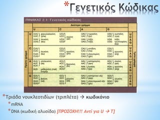 *
*Τριάδα νουκλεοτιδίων (τριπλέτα)  κωδικόνιο
*mRNA
*DNA (κωδική αλυσίδα) [ΠΡΟΣΟΧΗ!!! Αντί για U  T]
 