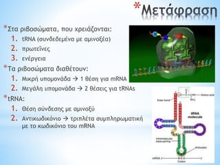 *
*Στα ριβοσώματα, που χρειάζονται:
1. tRNA (συνδεδεμένα με αμινοξέα)
2. πρωτεΐνες
3. ενέργεια
*Τα ριβοσώματα διαθέτουν:
1. Μικρή υπομονάδα  1 θέση για mRNA
2. Μεγάλη υπομονάδα  2 θέσεις για tRNAs
*tRNA:
1. Θέση σύνδεσης με αμινοξύ
2. Αντικωδικόνιο  τριπλέτα συμπληρωματική
με το κωδικόνιο του mRNA
 