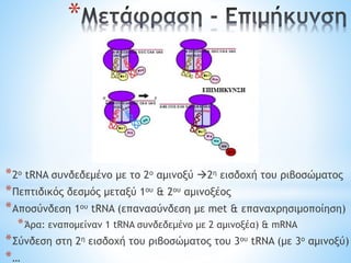 *
*2ο tRNA συνδεδεμένο με το 2ο αμινοξύ 2η εισδοχή του ριβοσώματος
*Πεπτιδικός δεσμός μεταξύ 1ου & 2ου αμινοξέος
*Αποσύνδεση 1ου tRNA (επανασύνδεση με met & επαναχρησιμοποίηση)
*Άρα: εναπομείναν 1 tRNA συνδεδεμένο με 2 αμινοξέα) & mRNA
*Σύνδεση στη 2η εισδοχή του ριβοσώματος του 3ου tRNA (με 3ο αμινοξύ)
*…
 