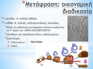 *
*1 γονίδιο  πολλά mRNAs
*1 mRNA  πολλές πολυπεπτιδικές αλυσίδες
*Μόλις το ριβόσωμα μεταφράσει κάποια κωδικόνια
το 5’ άκρο του mRNA ΕΛΕΥΘΕΡΩΝETAI
*Ελεύθερο για πρόσδεση άλλων ριβοσωμάτων
*Σύμπλεγμα:
1. Ριβοσωμάτων
2. mRNA
ΠΟΛΥΣΩΜΑ
 