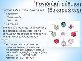 *
*Κύτταρα πολυκύτταρου οργανισμού:
*διαφορετική
*δομή (μορφή)
*λειτουργία
*ίδια γονίδια
*Στα αρχικά στάδια της εμβρυογένεσης
τα κύτταρα εξειδικεύονται, για να
επιτελέσουν τις επιμέρους λειτουργίες
 ΚΥΤΤΑΡΙΚΗ ΔΙΑΦΟΡΟΠΟΙΗΣΗ
*ΠΩΣ?
*Μηχανισμοί που επιτρέπουν την
επιλεκτική έκφραση της γενετικής
πληροφορίας των κυττάρων, ώστε να
ακολουθούν τις οδηγίες που χρειάζονται
κάθε στιγμή  ΣΥΝΤΟΝΙΣΜΟΣ
ΛΕΙΤΟΥΡΓΙΩΝ & ΣΥΝΕΡΓΑΣΙΑ
 