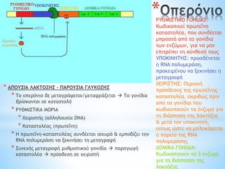 *
ΡΥΘΜΙΣΤΙΚΟ ΓΟΝΙΔΙΟ:
Κωδικοποιεί πρωτεΐνη
καταστολέα, που συνδέεται
μπροστά από τα γονίδια
των ενζύμων, για να μην
επιτρέπει τη σύνθεσή τους
ΥΠΟΚΙΝΗΤΗΣ: προσδένεται
η RNA πολυμεράση,
προκειμένου να ξεκινήσει η
μεταγραφή
ΧΕΙΡΙΣΤΗΣ: Περιοχή
πρόσδεσης της πρωτεΐνης –
καταστολέα, ακριβώς πριν
από τα γονίδια που
κωδικοποιούν τα ένζυμα για
τη διάσπαση της λακτόζης
& μετά τον υποκινητή,
ούτως ώστε να μπλοκάρεται
η πορεία της RNA
πολυμεράσης
ΔΟΜΙΚΑ ΓΟΝΙΔΙΑ:
Κωδικοποιούν τα 3 ένζυμα
για τη διάσπαση της
λακτόζης
* ΑΠΟΥΣΙΑ ΛΑΚΤΟΖΗΣ – ΠΑΡΟΥΣΙΑ ΓΛΥΚΟΖΗΣ
* Το οπερόνιο δε μεταγράφεται/μεταφράζεται  Τα γονίδια
βρίσκονται σε καταστολή
* ΡΥΘΜΙΣΤΙΚΑ ΜΟΡΙΑ
* Χειριστής (αλληλουχία DNA)
* Καταστολέας (πρωτεΐνη)
* Η πρωτεΐνη-καταστολέας συνδέεται ισχυρά & εμποδίζει την
RNA πολυμεράση να ξεκινήσει τη μεταγραφή
* Συνεχής μεταγραφή ρυθμιστικού γονιδίο  παραγωγή
καταστολέα  πρόσδεση σε χειριστή
 