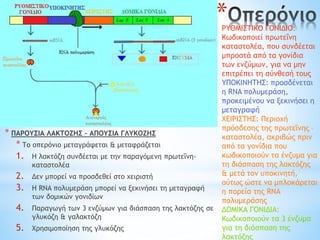 *
* ΠΑΡΟΥΣΙΑ ΛΑΚΤΟΖΗΣ – ΑΠΟΥΣΙΑ ΓΛΥΚΟΖΗΣ
* Το οπερόνιο μεταγράφεται & μεταφράζεται
1. Η λακτόζη συνδέεται με την παραγόμενη πρωτεΐνη-
καταστολέα
2. Δεν μπορεί να προσδεθεί στο χειριστή
3. Η RNA πολυμεράση μπορεί να ξεκινήσει τη μεταγραφή
των δομικών γονιδίων
4. Παραγωγή των 3 ενζύμων για διάσπαση της λακτόζης σε
γλυκόζη & γαλακτόζη
5. Χρησιμοποίηση της γλυκόζης
ΡΥΘΜΙΣΤΙΚΟ ΓΟΝΙΔΙΟ:
Κωδικοποιεί πρωτεΐνη
καταστολέα, που συνδέεται
μπροστά από τα γονίδια
των ενζύμων, για να μην
επιτρέπει τη σύνθεσή τους
ΥΠΟΚΙΝΗΤΗΣ: προσδένεται
η RNA πολυμεράση,
προκειμένου να ξεκινήσει η
μεταγραφή
ΧΕΙΡΙΣΤΗΣ: Περιοχή
πρόσδεσης της πρωτεΐνης –
καταστολέα, ακριβώς πριν
από τα γονίδια που
κωδικοποιούν τα ένζυμα για
τη διάσπαση της λακτόζης
& μετά τον υποκινητή,
ούτως ώστε να μπλοκάρεται
η πορεία της RNA
πολυμεράσης
ΔΟΜΙΚΑ ΓΟΝΙΔΙΑ:
Κωδικοποιούν τα 3 ένζυμα
για τη διάσπαση της
λακτόζης
 