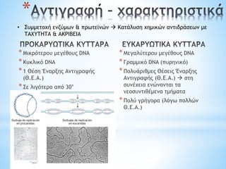 *Μικρότερου μεγέθους DNA
*Κυκλικό DNA
*1 Θέση Έναρξης Αντιγραφής
(Θ.Ε.Α.)
*Σε λιγότερο από 30’
*Μεγαλύτερου μεγέθους DNA
*Γραμμικό DNA (πυρηνικό)
*Πολυάριθμες Θέσεις Έναρξης
Αντιγραφής (Θ.Ε.Α.)  στη
συνέχεια ενώνονται τα
νεοσυντιθέμενα τμήματα
*Πολύ γρήγορα (λόγω πολλών
Θ.Ε.Α.)
*
• Συμμετοχή ενζύμων & πρωτεϊνών  Κατάλυση χημικών αντιδράσεων με
ΤΑΧΥΤΗΤΑ & ΑΚΡΙΒΕΙΑ
 